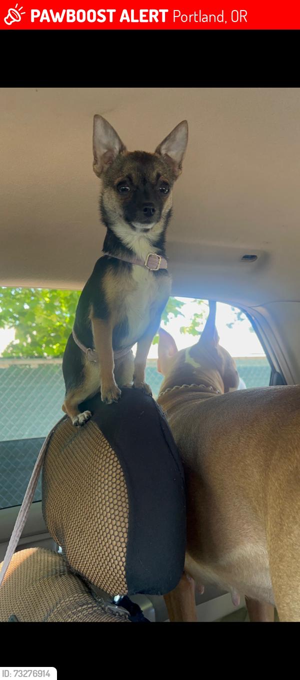 Lost Female Dog last seen 162nd by the max stop, Portland, OR 97233