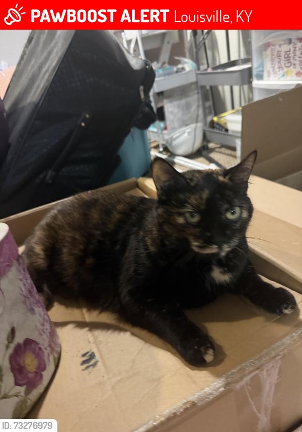 Lost Female Cat last seen Near Lindsay ave, Louisville, KY 40206