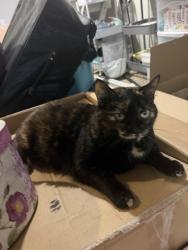 Lost Female Cat last seen Near Lindsay ave, Louisville, KY 40206