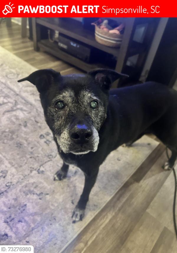 Lost Female Dog last seen McCall Road, Simpsonville, SC 29680