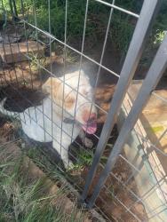 Found/Stray Male Dog last seen 2375harding rd, Connelly Springs, NC 28612