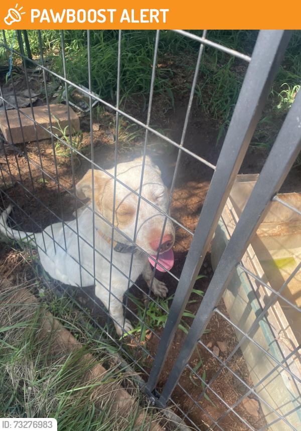 Found/Stray Male Dog last seen 2375harding rd, Connelly Springs, NC 28612
