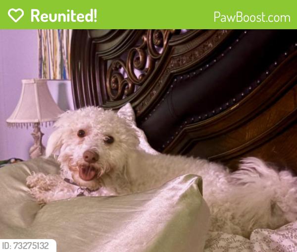 Reunited Male Dog last seen Boudreaux Road between Hufsmith-Kohrville and 99, Tomball, TX 77375