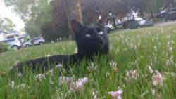 Lost Male Cat last seen 13 mile and Campbell, Royal Oak, MI 48073