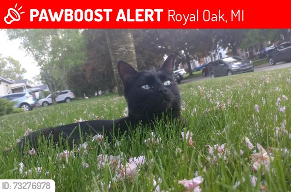 Lost Male Cat last seen 13 mile and Campbell, Royal Oak, MI 48073