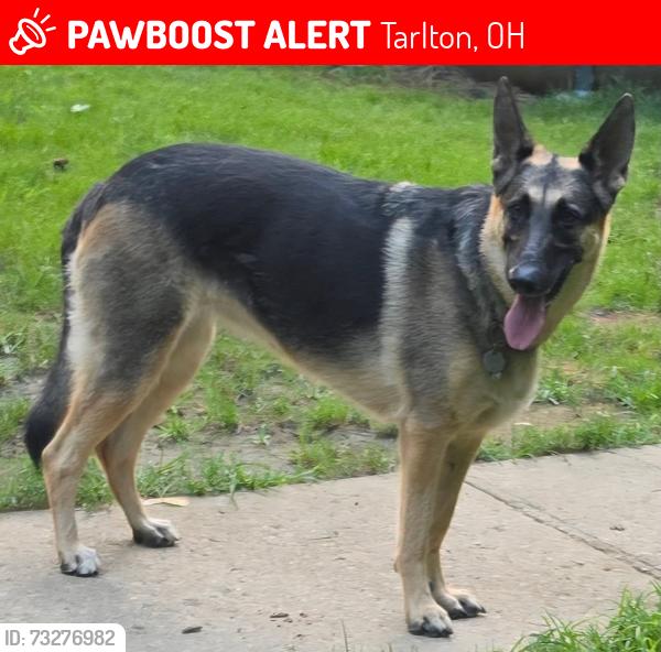 Lost Female Dog last seen Tarlton, Stoutsville, Laurelville, Kingston, Circleville, Tarlton, OH 43113