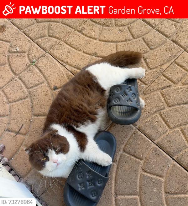 Lost Female Cat last seen Near 12851 Newhope Street, Garden Grove, CA 92840