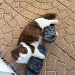 Lost Female Cat last seen Near 12851 Newhope Street, Garden Grove, CA 92840