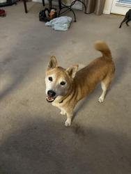 Lost Female Dog last seen Brush creek Ave, Bakersfield, CA 93308