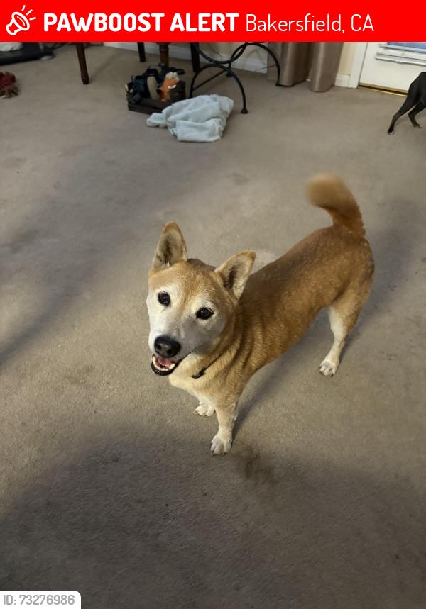 Lost Female Dog last seen Brush creek Ave, Bakersfield, CA 93308