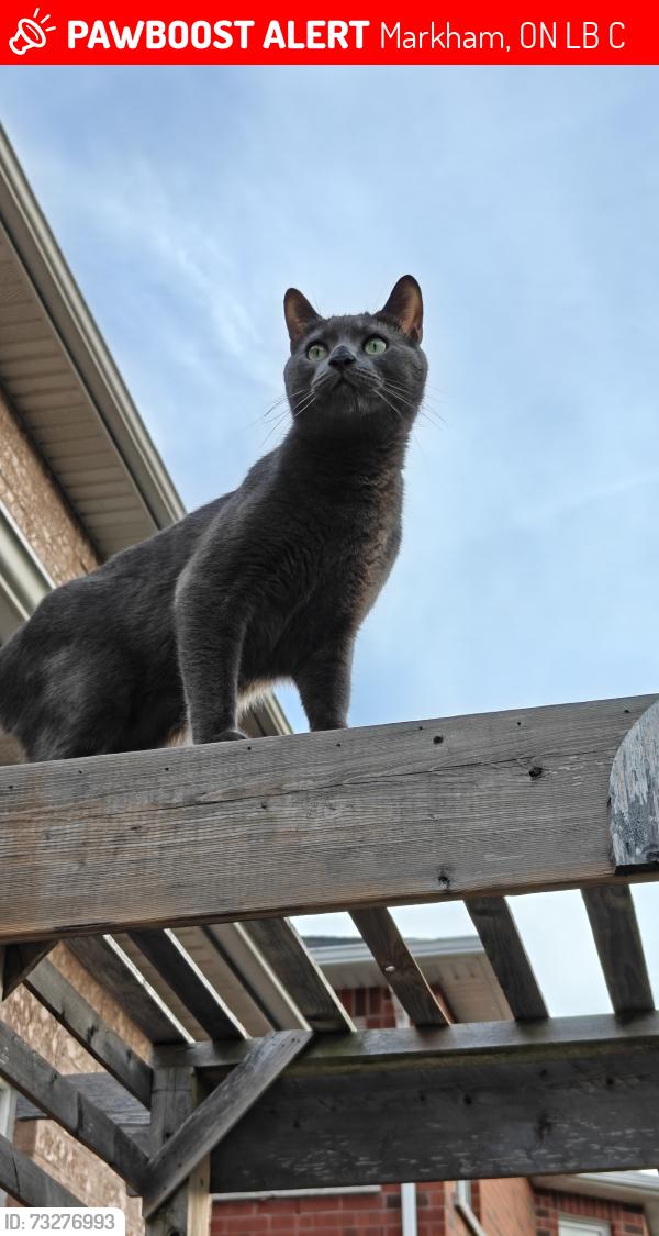 Lost Male Cat last seen Box Grove, Markham, ON L6B 0C2