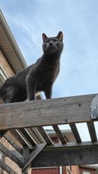Lost Male Cat last seen Box Grove, Markham, ON L6B 0C2