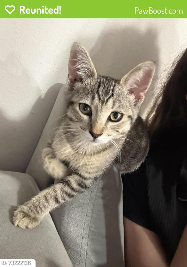 Reunited Female Cat last seen Near ivory ct El Cajon, El Cajon, CA 92019