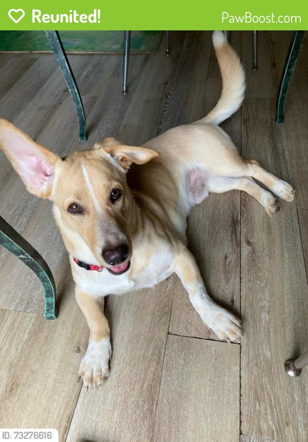 Reunited Male Dog last seen 9th st and 3rd ave n, Bessemer, AL 35020