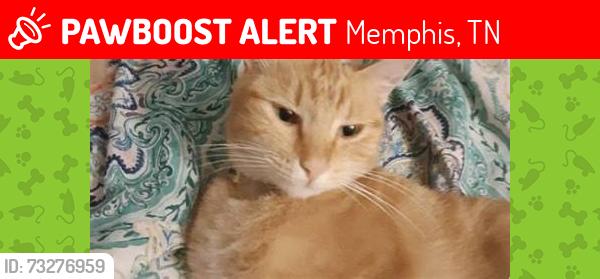 Lost Female Cat last seen tillman and broad, Memphis, TN 38111