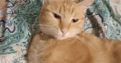 Lost Female Cat last seen tillman and broad, Memphis, TN 38111