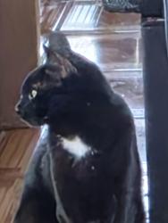 Lost Male Cat last seen Ibis Point blvd., Jacksonville, FL 32224