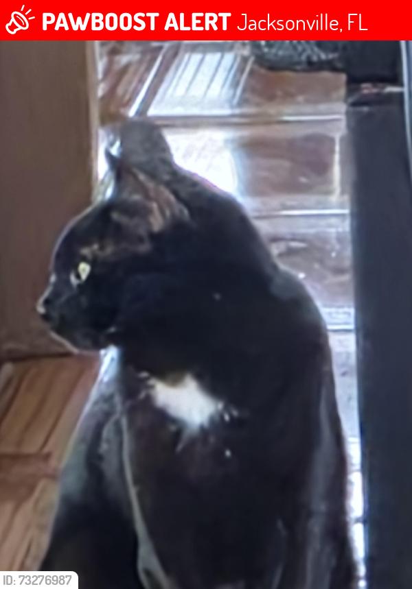 Lost Male Cat last seen Ibis Point blvd., Jacksonville, FL 32224