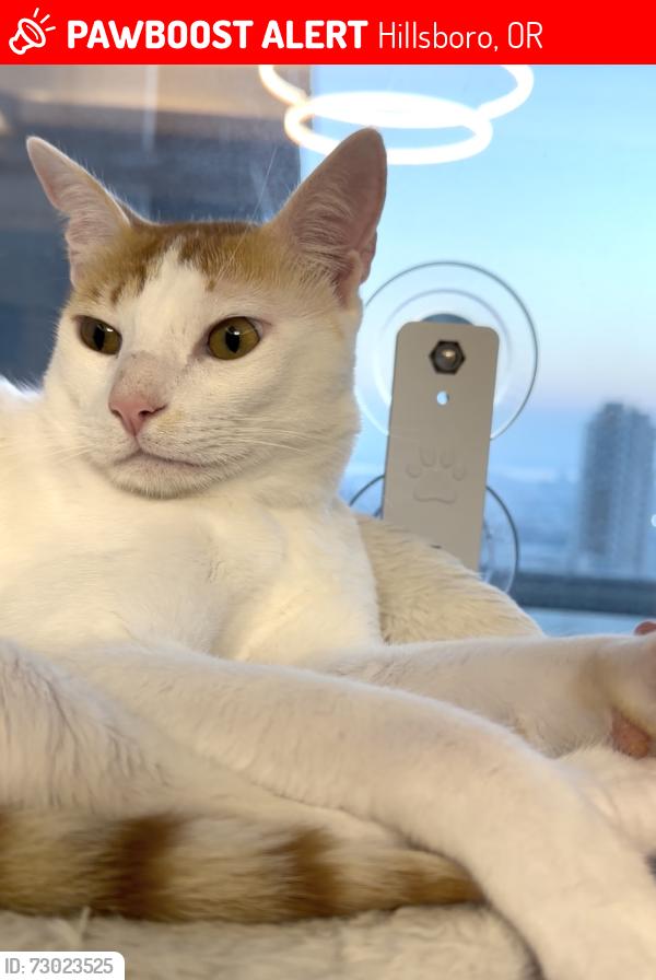 Lost Male Cat last seen Rick’s Fencing and Decking, Hillsboro, OR 97124