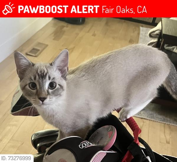 Lost Female Cat last seen New York Avenue and Oak Leaf Avenue, Fair Oaks, CA 95628