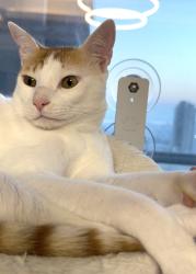 Lost Male Cat last seen Rick’s Fencing and Decking, Hillsboro, OR 97124