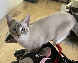 Lost Female Cat last seen New York Avenue and Oak Leaf Avenue, Fair Oaks, CA 95628