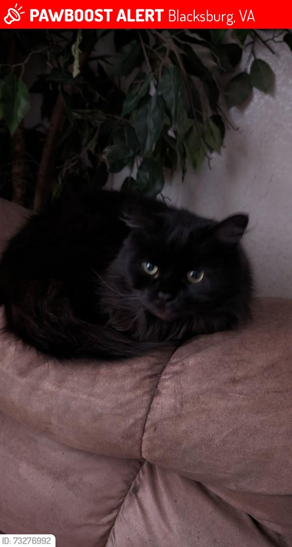 Found/Stray Female Cat last seen Oak Forest Trailer Park, Merrimac, Bike Trail, Blacksburg, VA 24060