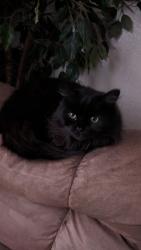 Found/Stray Female Cat last seen Oak Forest Trailer Park, Merrimac, Bike Trail, Blacksburg, VA 24060