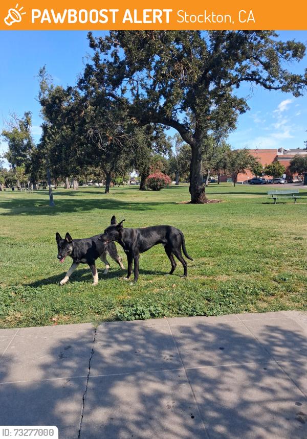 Found/Stray Male Dog last seen Victory Park, Stockton, CA 95202