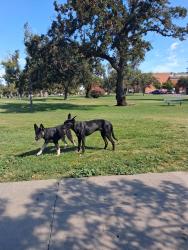 Found/Stray Male Dog last seen Victory Park, Stockton, CA 95202