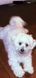 Lost Male Dog last seen Elmwood ave , Lindbergh ave, Philadelphia, PA 19143