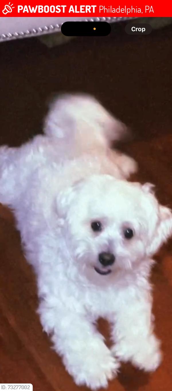 Lost Male Dog last seen Elmwood ave , Lindbergh ave, Philadelphia, PA 19143