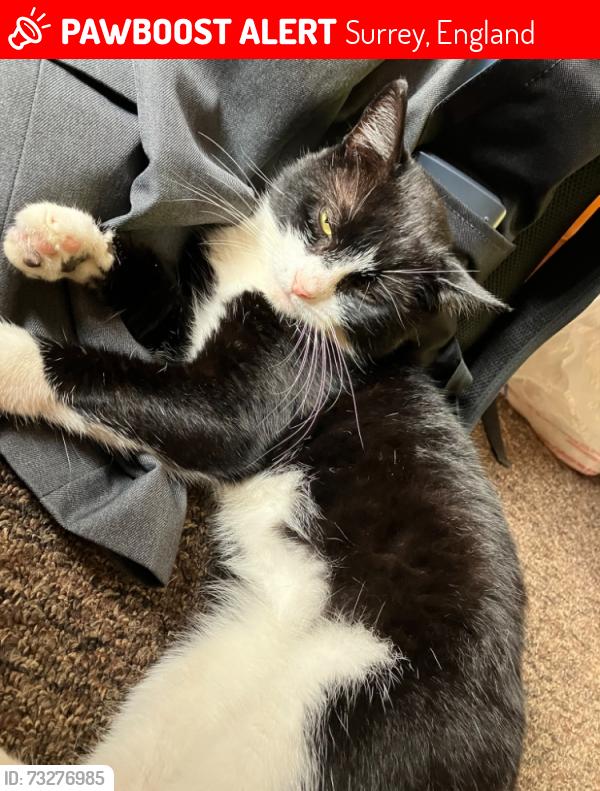Lost Male Cat last seen Chilsey Green Road, Surrey, England 
