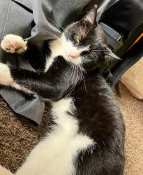 Lost Male Cat last seen Chilsey Green Road, Surrey, England 