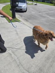 Found/Stray Unknown Dog last seen Chastain Drive & n. Commons drive, Jacksonville, NC 28546