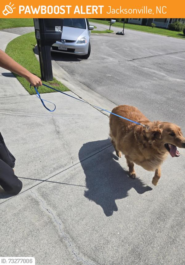 Found/Stray Unknown Dog last seen Chastain Drive & n. Commons drive, Jacksonville, NC 28546