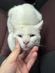Found/Stray Male Cat last seen By Davison rd and leith st, Flint, MI 48506