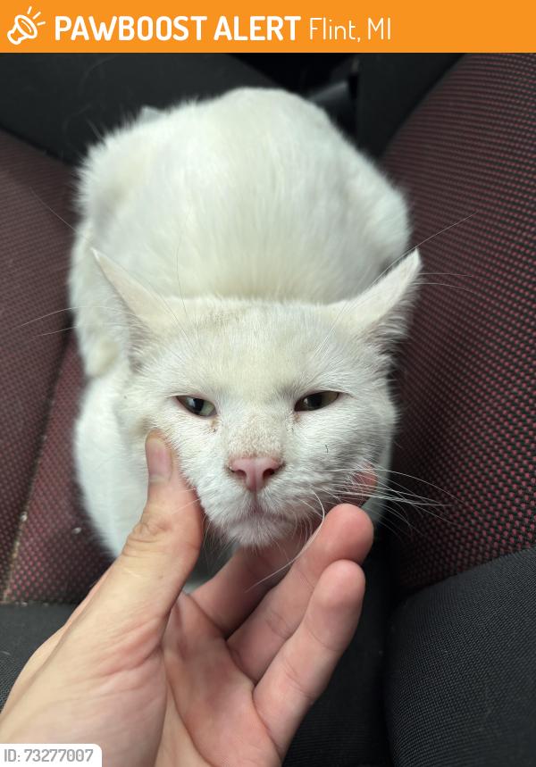 Found/Stray Male Cat last seen By Davison rd and leith st, Flint, MI 48506