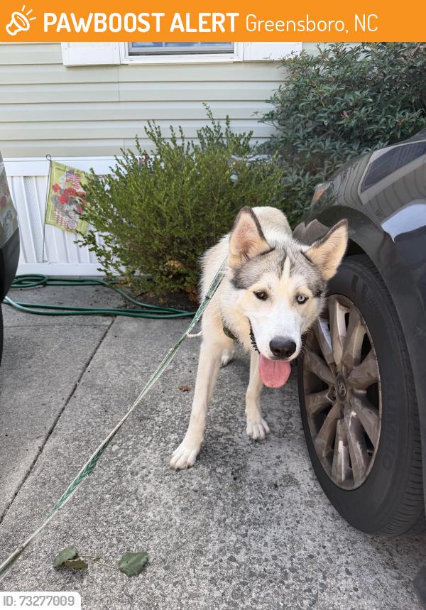 Found/Stray Male Dog last seen McConnell Crossing, Greensboro, NC 27405