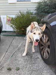 Found/Stray Male Dog last seen McConnell Crossing, Greensboro, NC 27405