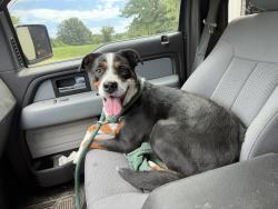 Found/Stray Unknown Dog last seen Wolfrum/Technology/Hwy 40, Weldon Spring, MO 63304