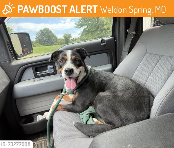 Found/Stray Unknown Dog last seen Wolfrum/Technology/Hwy 40, Weldon Spring, MO 63304