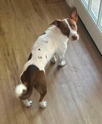 Lost Female Dog last seen Near Joplin Street near 45 south and Park Place, Houston, TX 77087