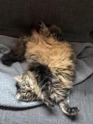 Lost Female Cat last seen Near Dominion Ave Midland On, Midland, ON L4R 1S6