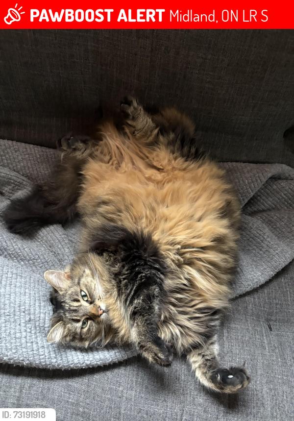 Lost Female Cat last seen Near Dominion Ave Midland On, Midland, ON L4R 1S6