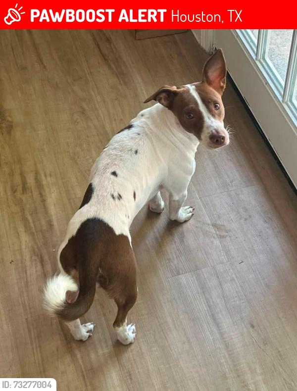 Lost Female Dog last seen Near Joplin Street near 45 south and Park Place, Houston, TX 77087