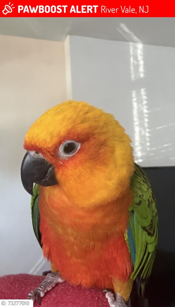 Lost Unknown Bird last seen Tiffany Avenue & Stuhr Place, River Vale, NJ 07675