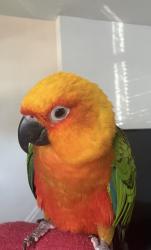 Lost Unknown Bird last seen Tiffany Avenue & Stuhr Place, River Vale, NJ 07675