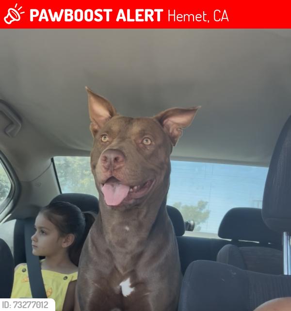 Lost Male Dog last seen San Jacinto/Oakland, Hemet, CA 92543
