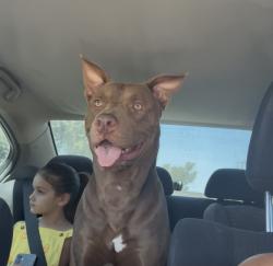 Lost Male Dog last seen San Jacinto/Oakland, Hemet, CA 92543